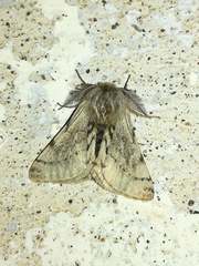 Lycia florentina