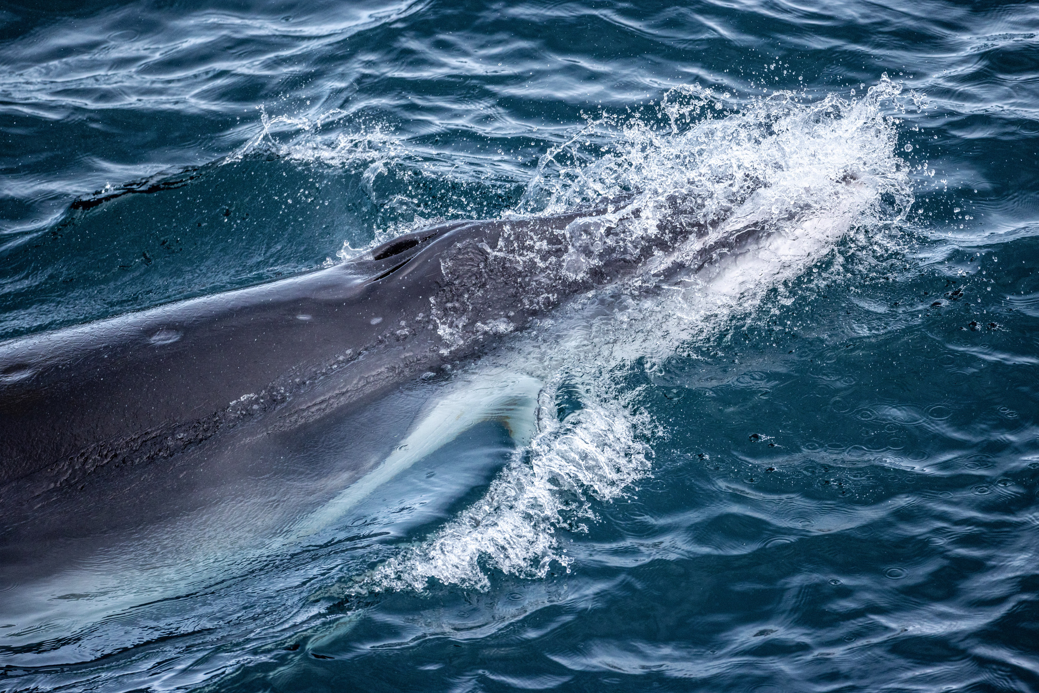 Balaenoptera bonaerensis