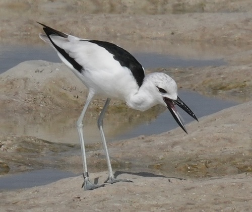 iNaturalist: (c) Kamil Zięba, some rights reserved (CC BY-NC), uploaded by Kamil Zięba iNaturalist image