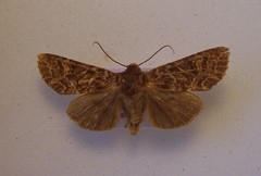 Ichneutica brunneosa