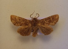 Ichneutica brunneosa