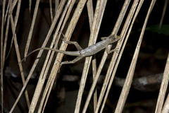 Anolis vittigerus