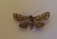 Ichneutica chlorodonta