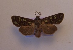 Ichneutica chlorodonta