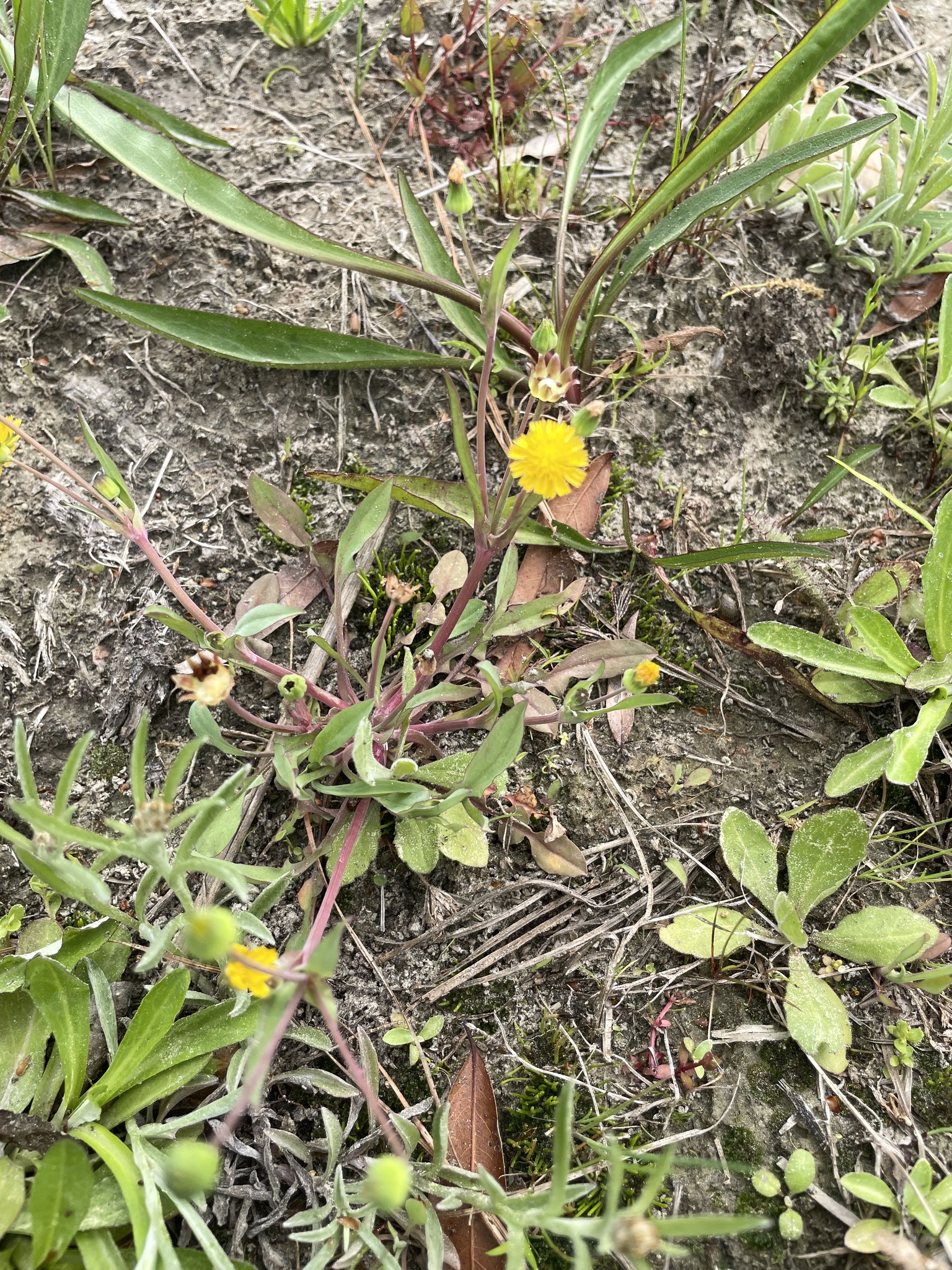 Weedy Dwarfdandelion (Krigia cespitosa)