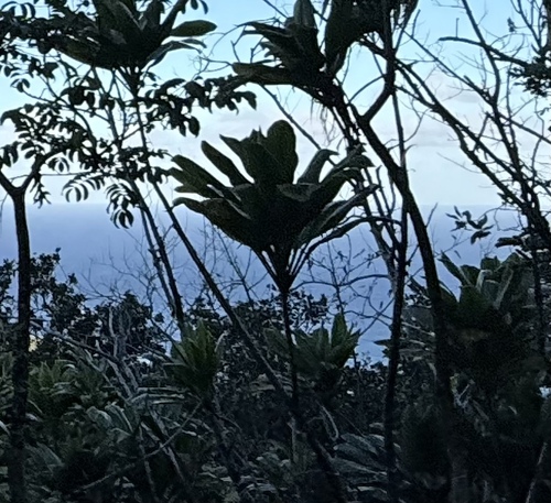 Cordyline fruticosa observed 2025-11-02