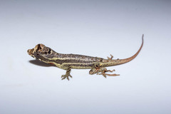 Anolis vittigerus