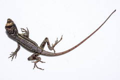 Anolis vittigerus