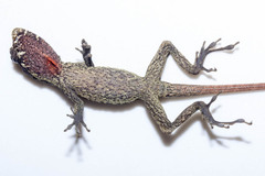 Anolis vittigerus