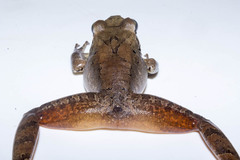 Craugastor metriosistus