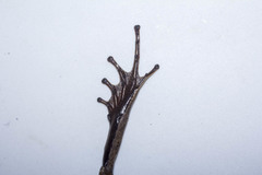 Craugastor metriosistus