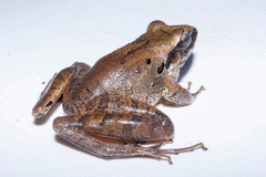 Craugastor metriosistus