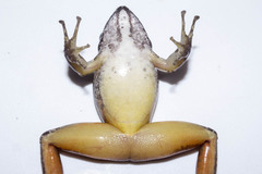 Craugastor metriosistus