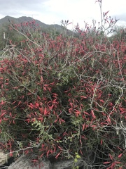 Justicia californica