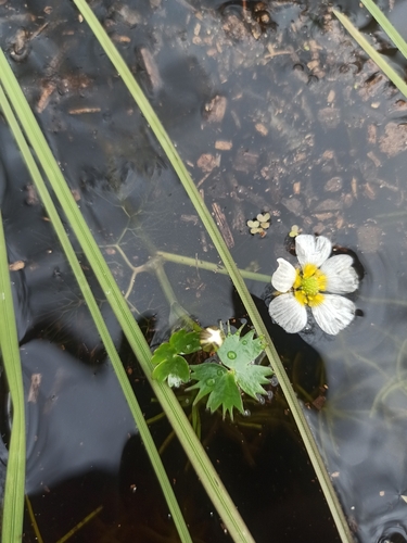 Pond Water-crowfoot