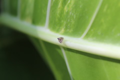 Nogodinidae