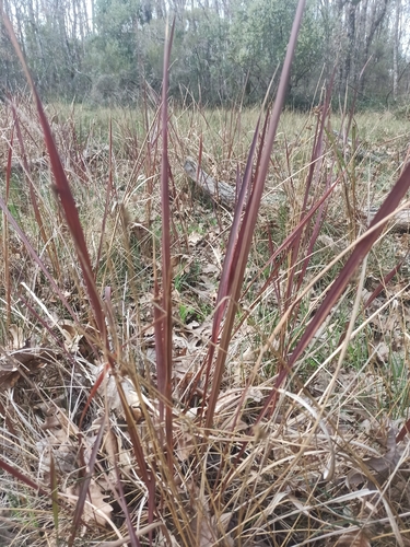Cogon Grass