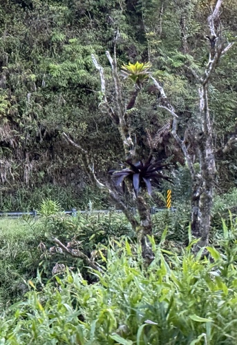 Werauhia sanguinolenta, 2025-11-02