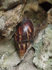 Lissachatina fulica