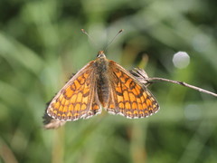 Melitaea parthenoides