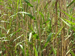 Phragmites australis berlandieri
