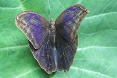Eryphanis automedon