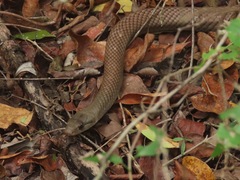 Cubophis cantherigerus