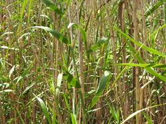 Phragmites australis berlandieri