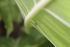 Nogodinidae