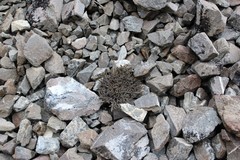Lignocarpa carnosula