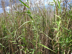 Phragmites australis berlandieri