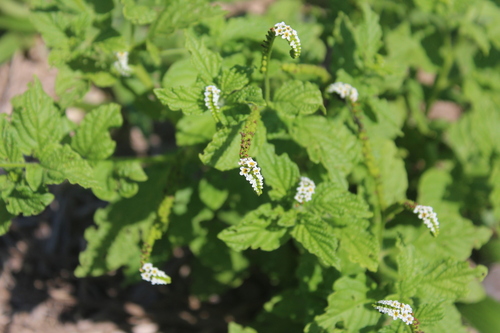 Scorpion's-Tail (Heliotropium angiospermum)