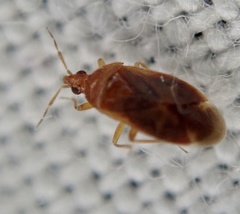 Cardiastethus fasciiventris