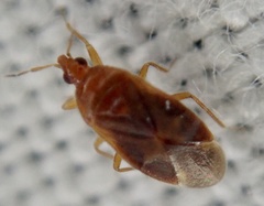 Cardiastethus fasciiventris