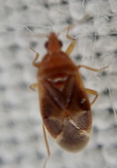 Cardiastethus fasciiventris