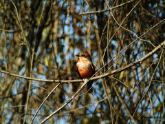 Pyrocephalus rubinus