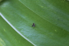 Nogodinidae
