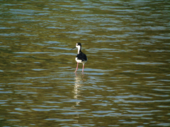 Himantopus mexicanus