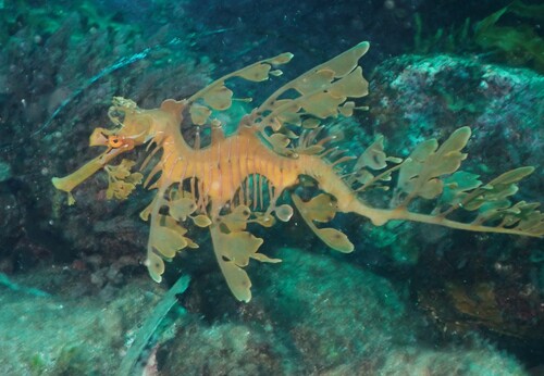 Leafy Seadragon