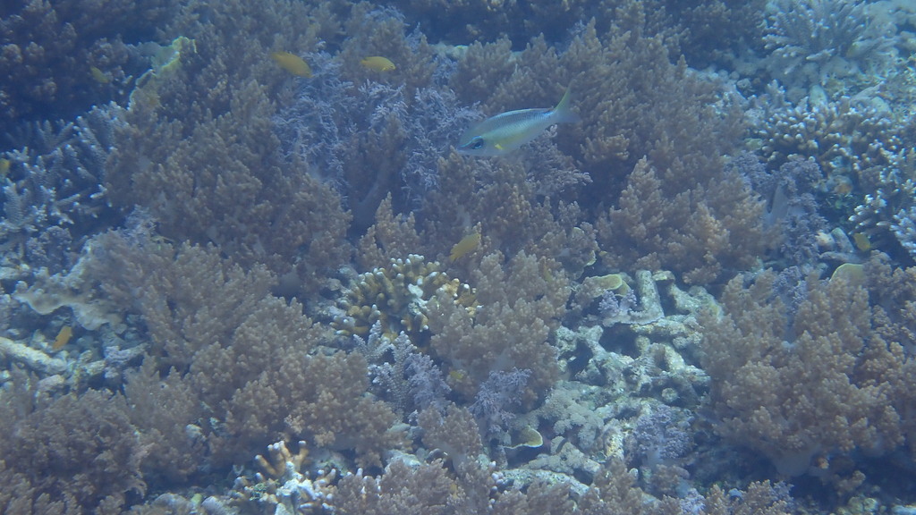 Barned-face Spine-cheek (Scolopsis margaritifera)