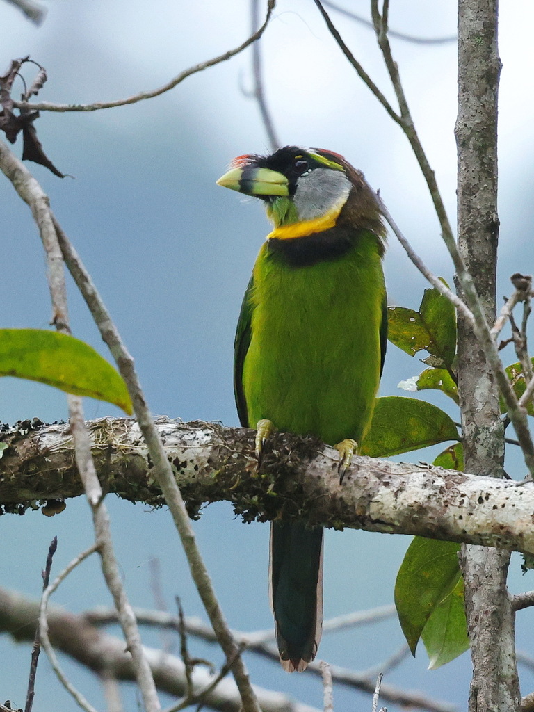Takur api (Psilopogon pyrolophus)