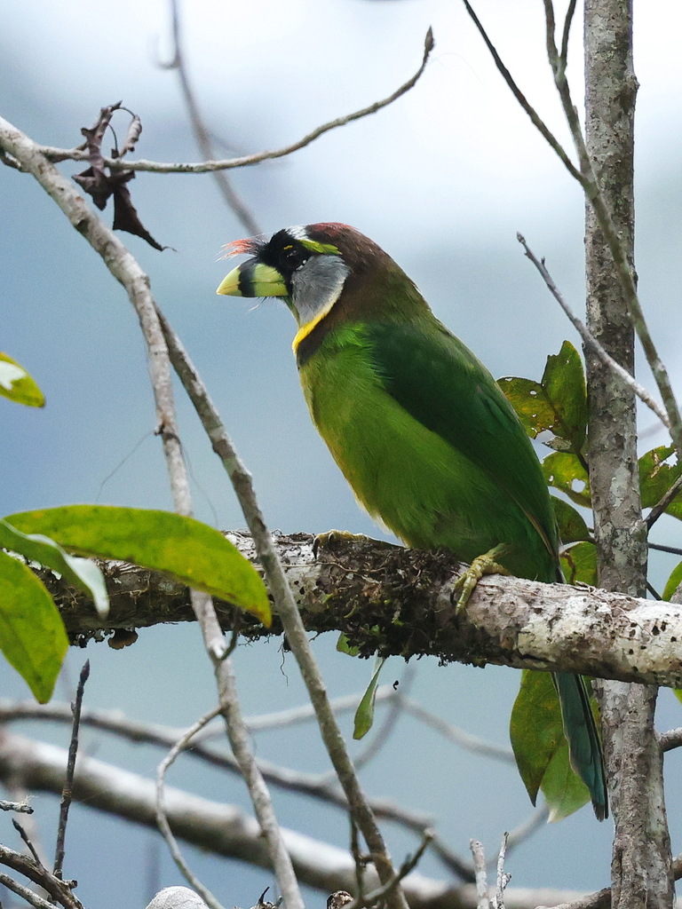 Fire-tufted Barbet (Psilopogon pyrolophus)