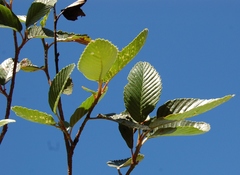 Cercocarpus macrophyllus