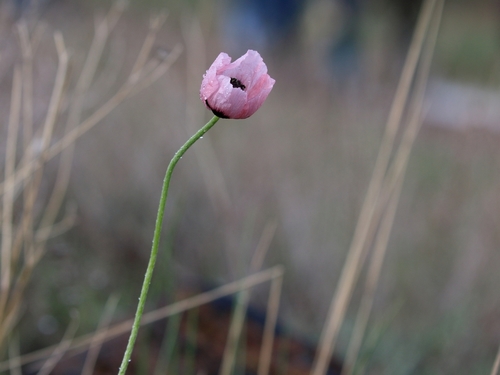 Papaver hybridum iNat (2)