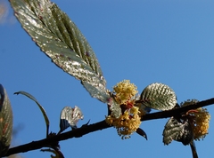 Cercocarpus macrophyllus