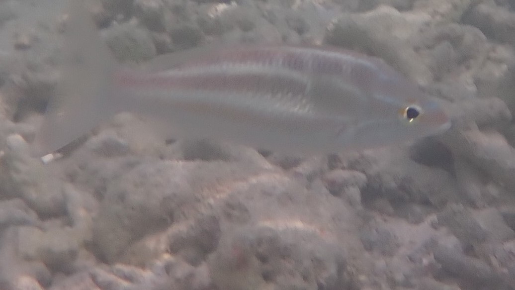 Three-Striped Whiptail photo 7