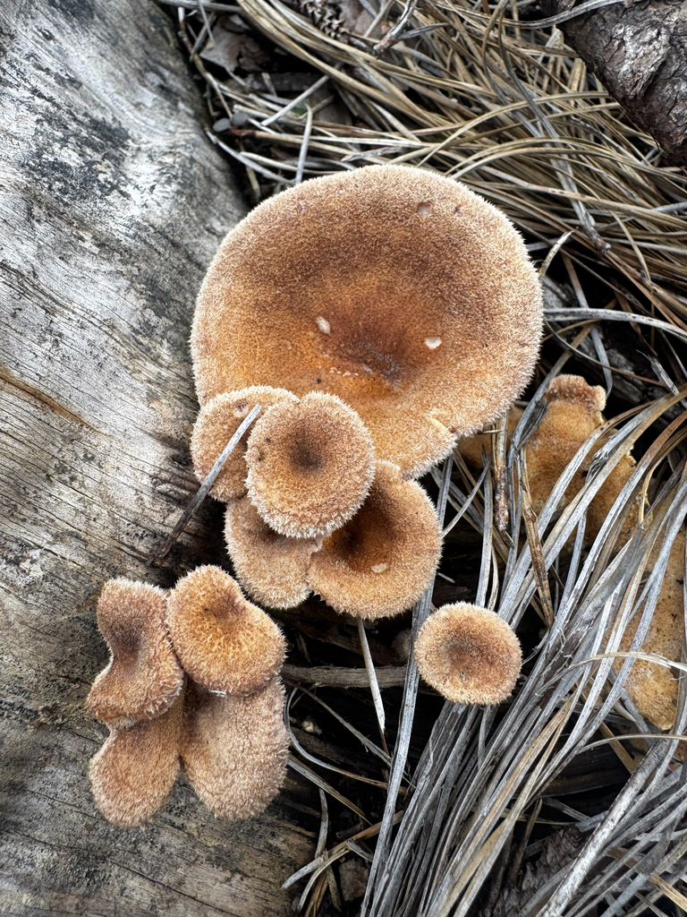 Panus lecomtei · March 2026 · photo: © shelbylynsanders (iNaturalist, cc-by)