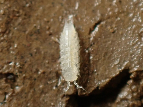 Amerigoniscus