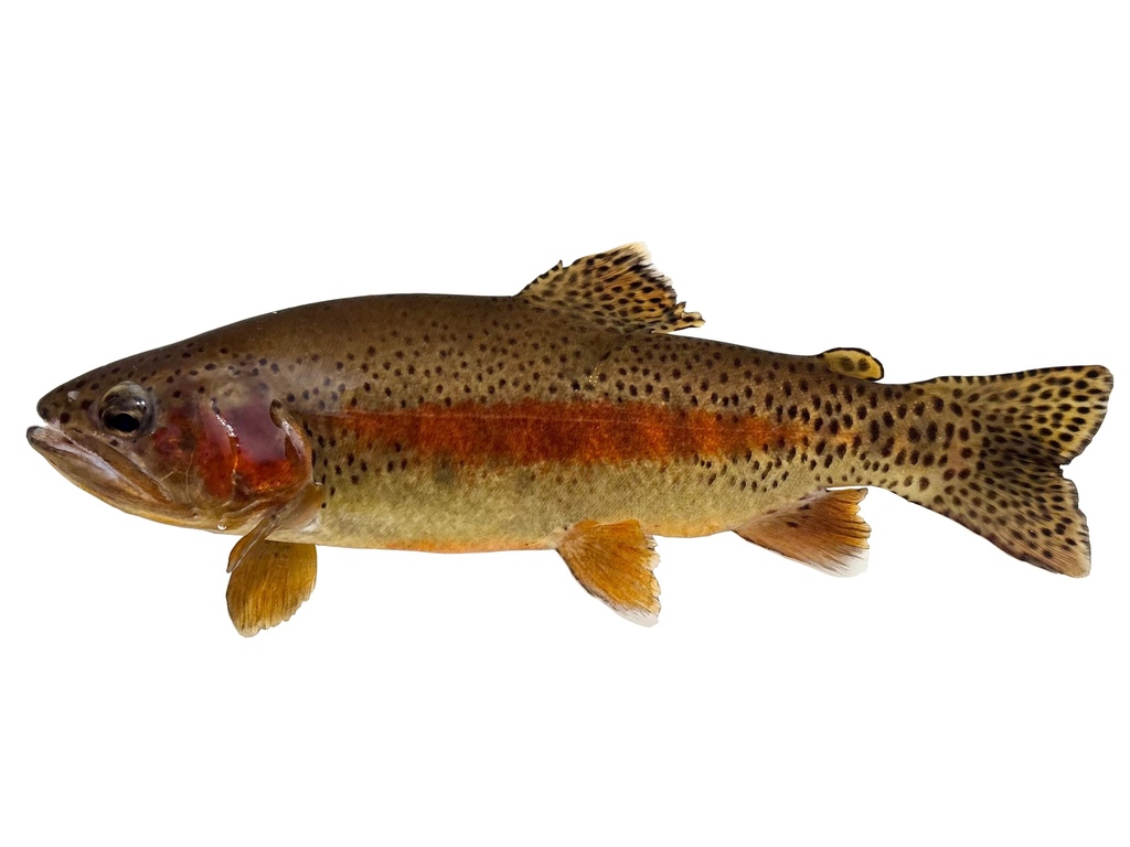 Little Kern Golden Trout (Subspecies Oncorhynchus aguabonita