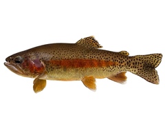 Little Kern Golden Trout (Subspecies Oncorhynchus aguabonita